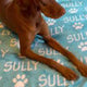 Personalized Pet Blanket | Custom Bedding for Pets | Customized Blankets for Dog and Cats | Blankets for pets